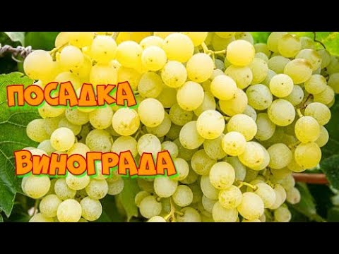 Вот Так Я