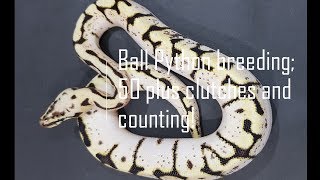 Ball Python Breeding; 50 clutches and counting with ARP Constrictors