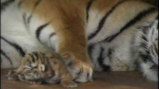 Absolutely cute :Five Baby Tigers five days old ; Super süß: Fünf Tigerbabys fünf Tage alt