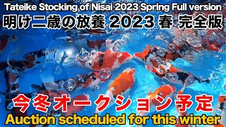 【錦鯉】明け二歳の放養2023 春 完全版　Tateike Stocking of Nisai 2023 Spring Full version【Koi】