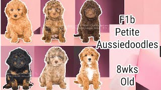 F1b Petite Aussiedoodle Puppies Are 8 Weeks Old | MillieXPickles