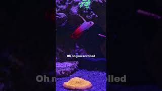 Fire Fish The Cutest Little Reef Buddy