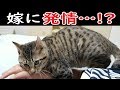 【発情期】ママ~!と鳴きながら嫁に発情するオス猫のビビ