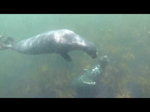 Scilly Seal Snorkelling Review - Snorkelling with seals on St Martin's Isles of Scilly