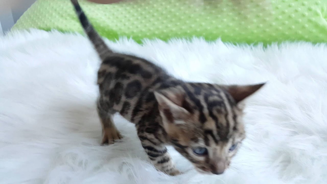 Adorable Bengal Kitten