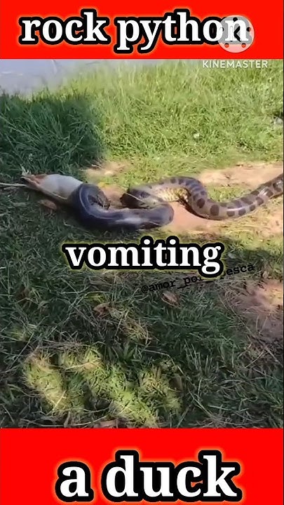 rock python vomiting a duck #shoert #animalshorts #viralshort #duck # ...