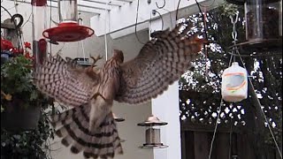 Cooper's Hawk chases & catches birds in Slow Motion