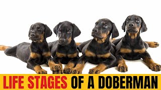 Life Stages of a Doberman: A Visual Guide from Puppy to Senior