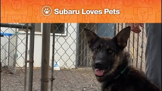 It's Subaru Loves Pets month at Rogers Subaru! [Dogs :30]