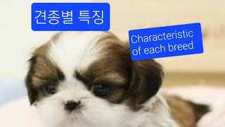 강아지 견종별 특징  시리즈 1  Characteristics of  each  breed.