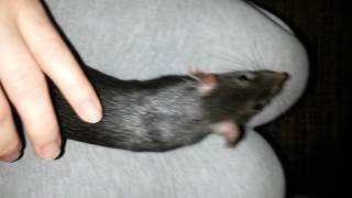 Disponible Femelle Nr 1, Noir Uni Couleur Nee Le 10.08.2015