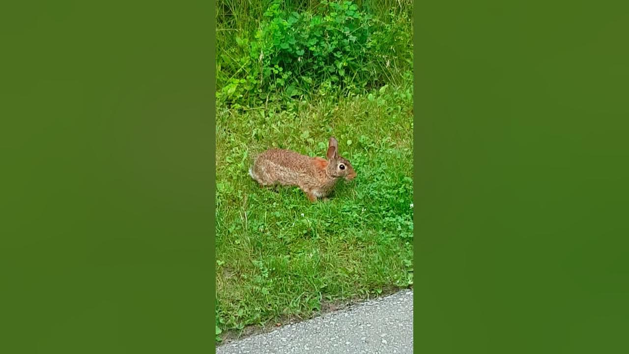 Rabbit in Toronto Park YouTube