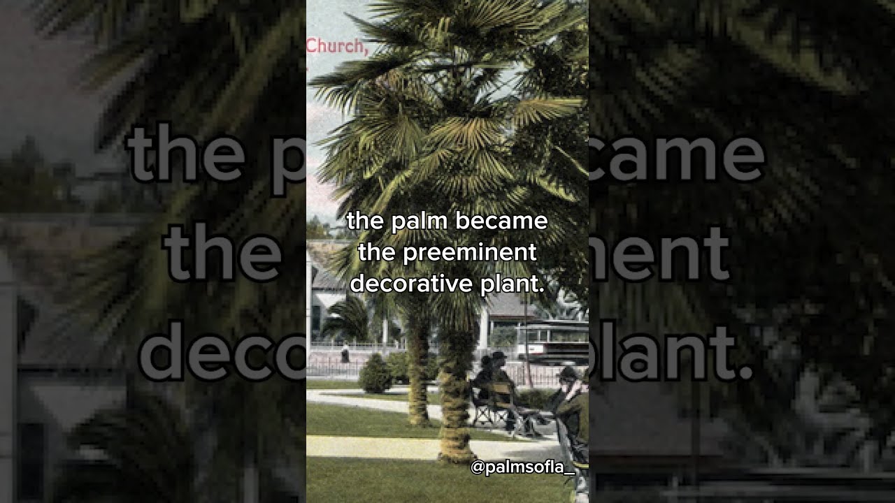 @palmsofla A SHORT HISTORY OF PALM TREES IN LOS ANGELES - Portfolio