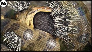Snake Immediately Regretted Having Eaten the Porcupine
