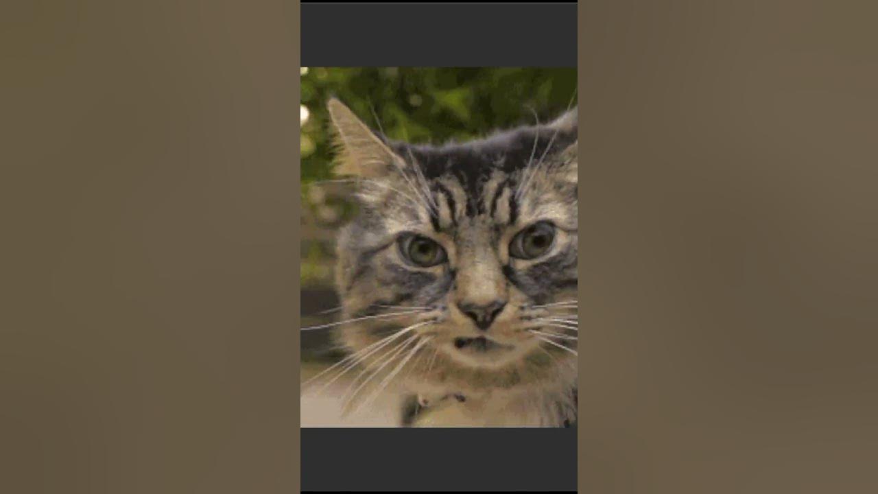 КОСОЙ КОТ - YouTube