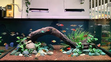 LẬT HỒ 2M ĐỔI LŨA | CÁ CẦU VỒNG | PHÚC ĐỖ