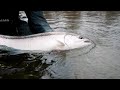 He caught the biggest steelhead hes ever seen