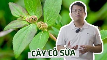 Giới thiệu dược liệu cây cỏ sữa và một số bài thuốc chữa bệnh từ cây cỏ sữa