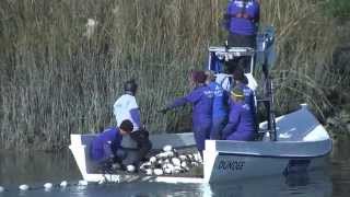 SeaWorld Orlando Animal Rescue Team Traveled to Savannah, Ga.,to Rescue  Manatee