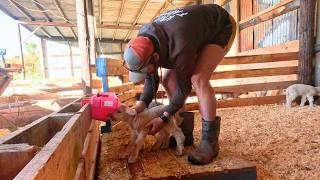 Calving, Lamb Shed and Trucking Hoggets