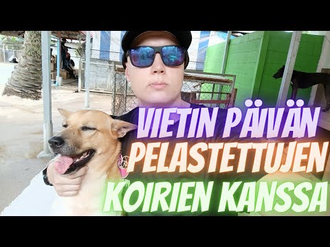 Video: Onko piimaa kirppuja varten?