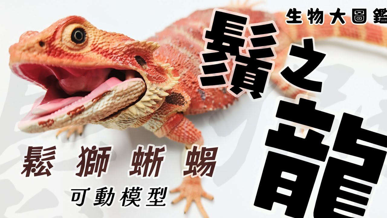 扭蛋系列］ 鬆獅蜥蜴（紅色）フトアゴヒゲトカゲ (レッド) Central