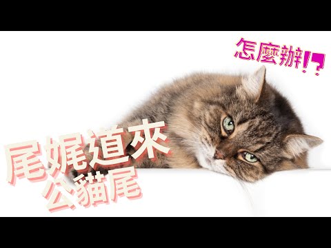 貓尾巴到底有甚麼神奇的超能力?以及如何預防及清潔公貓尾~
