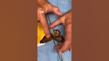 காயம் பட்ட Butterflyக்கு Surgery - Wing Transplantஐ சாத்தியமாக்கிய US Researchers; எப்படி நடந்தது?