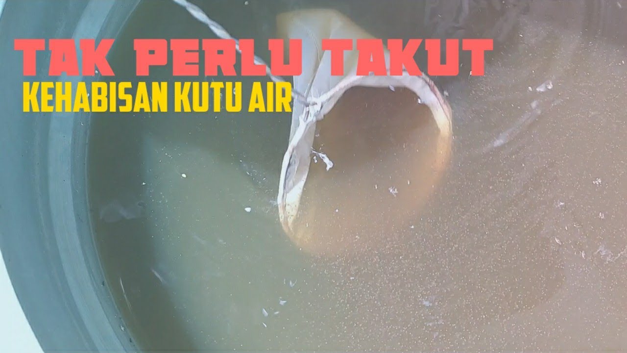 Pasti penasaran cara panen telur kutu air #budidayakutuaircerdas
