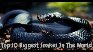 Top 10 biggest snakes ever found in the world
