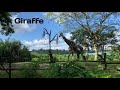 Giraffe The Most Beautiful &amp; Talest Animal Of Forest