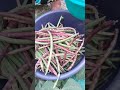 cosecha de ejotes en casa