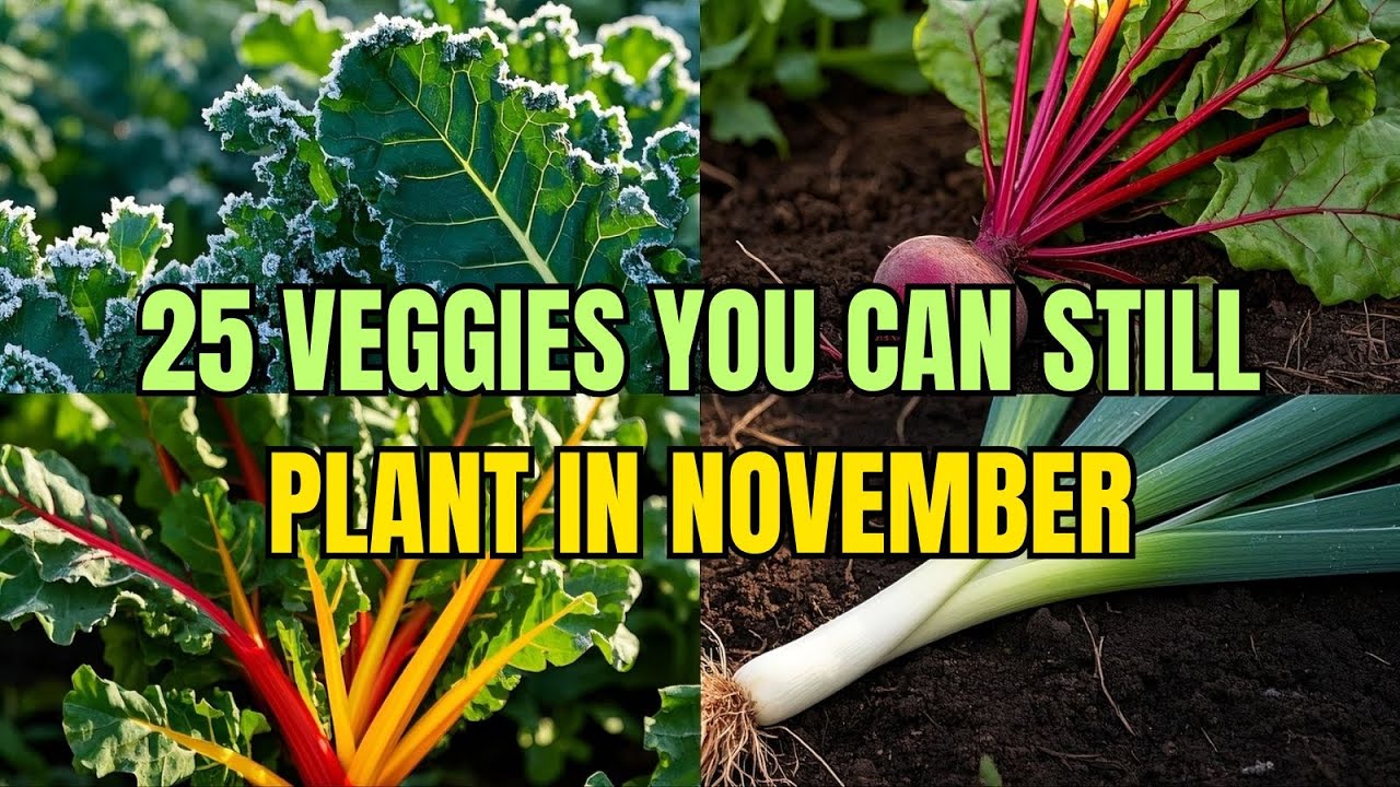 25 овощей, которые можно сажать в ноябре | Советы по садоводству в холодную погоду для домашних с...