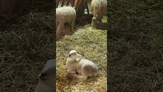 lamb and sheep are in the barn resting and living their lives toronto canada jun 15/2026