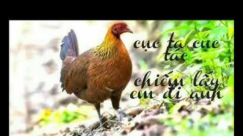 Mái rừng kêu trống-thích hợp cho ae săn bẫy