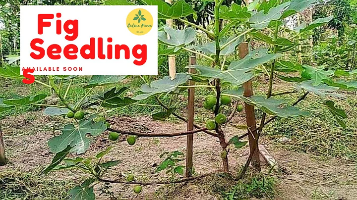 Fig Seedlings Available Soon! by CALMA FARM