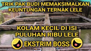 SUPER DENSE CATFISH CULTIVATION: THIS IS HOW MR. BUDI MAXIMIZES PROFITS | TRY THIS!