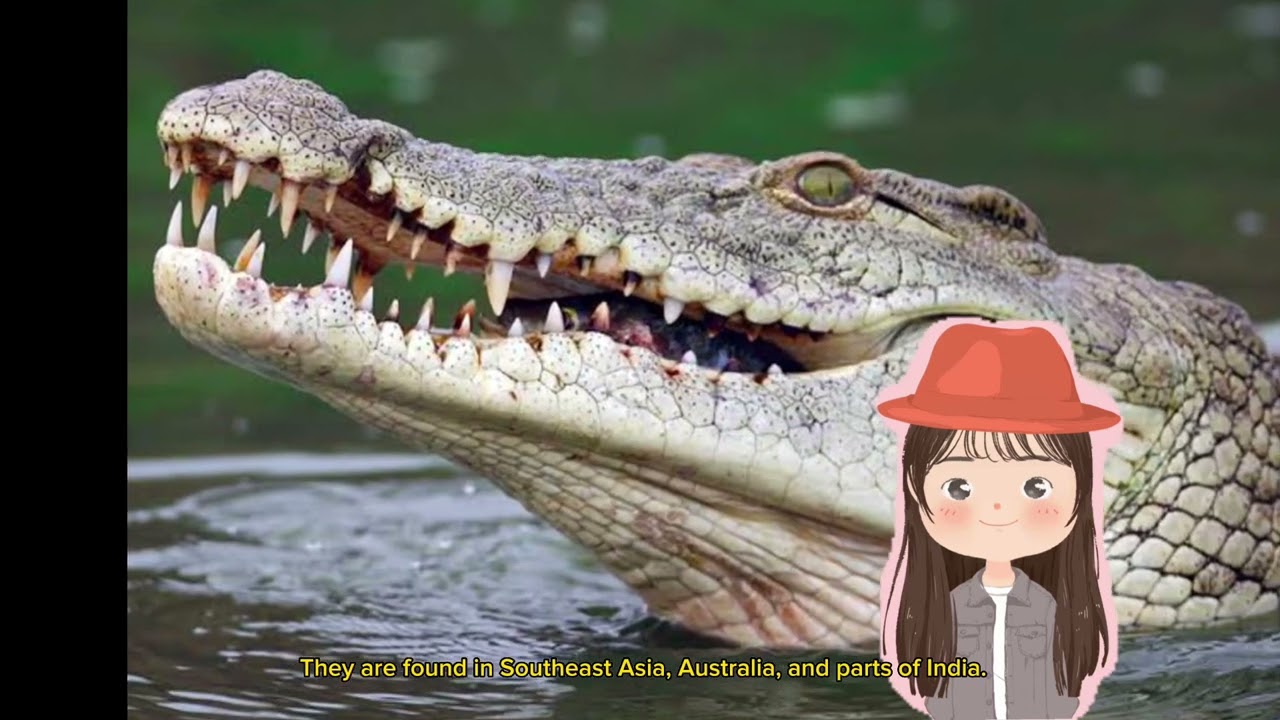 Top 5 Scary Animals Scariest Animals Dangerous Animals YouTube Top 5 Scary Animals Scariest Animals Dangerous Animals YouTube