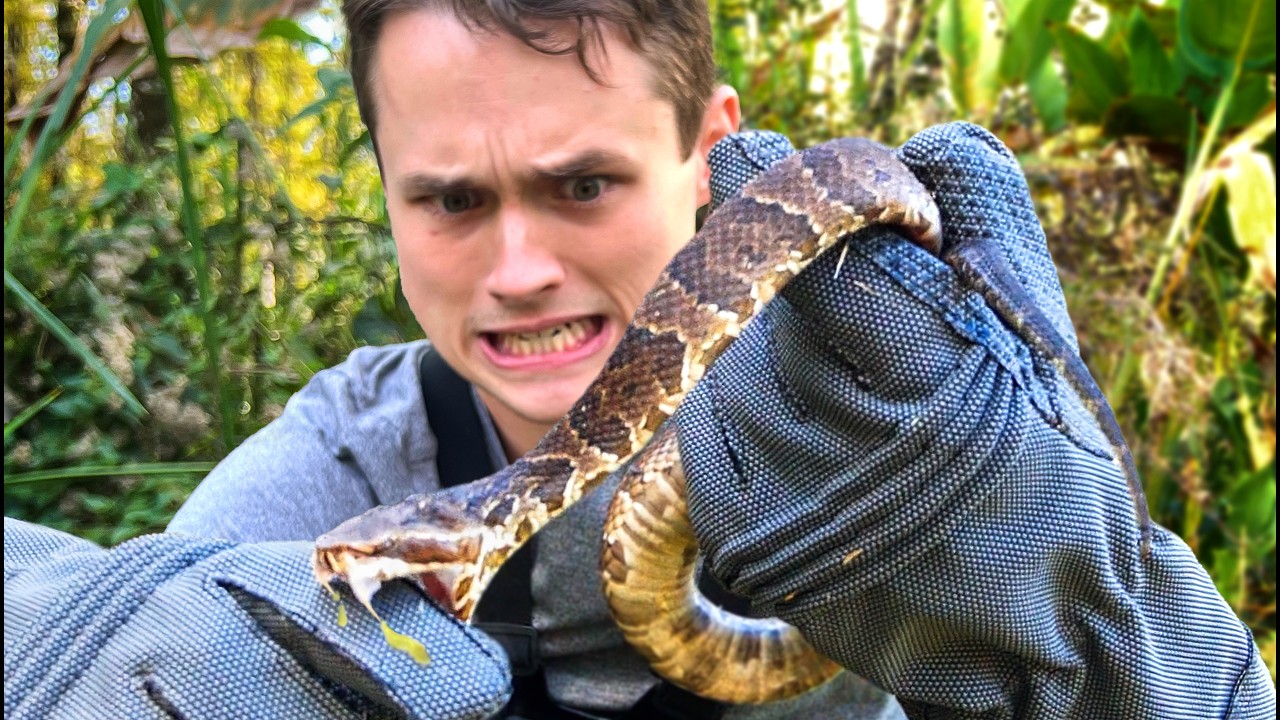 Viper Bite Challenge – DO NOT ATTEMPT – Video