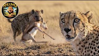Hienas Roban la Presa de un Guepardo: La Ley Cruel del Serengeti #animalessalvajes | Reino Animal