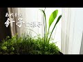 【ビオトープ】新たな水生植物「サウルルス」とメダカの針子（その後）【睡蓮鉢#15】
