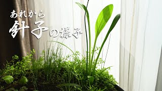 【ビオトープ】新たな水生植物「サウルルス」とメダカの針子（その後）【睡蓮鉢#15】