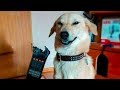 🤣 Funniest 🐶 Dogs And 😻Cats - Try Not To Laugh - Funny Pet Animals' Life 😇