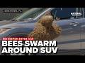BEES swam around SUV; beekeeper called in