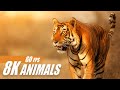 Animals from the World 8K HDR 60FPS / UHD DEMO