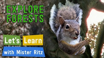 Learn About Forests 🌳🐿️ | Let