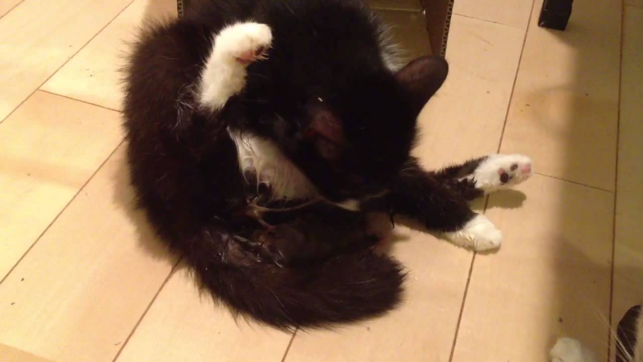 猫 かわいい イラスト 赤ちゃんを産んだ直後の母猫 a mother cat immediately after childbirth