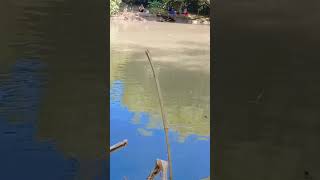 info spot ikan nila area jember selatanmancing mancingmania mancingnila spotmancing