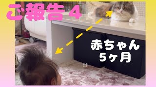 【猫と赤ちゃん】動く赤ちゃんをこわがるここのんがふだんとは違う姿を見せました