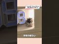 おだんごみたいに丸いハムスターが可愛い【ててらぼペット部】